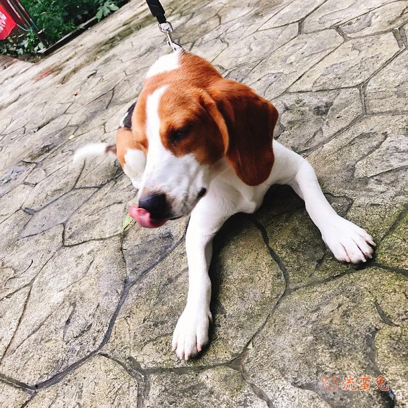 怎么样训练比格幼犬(比格犬幼期训练方法)