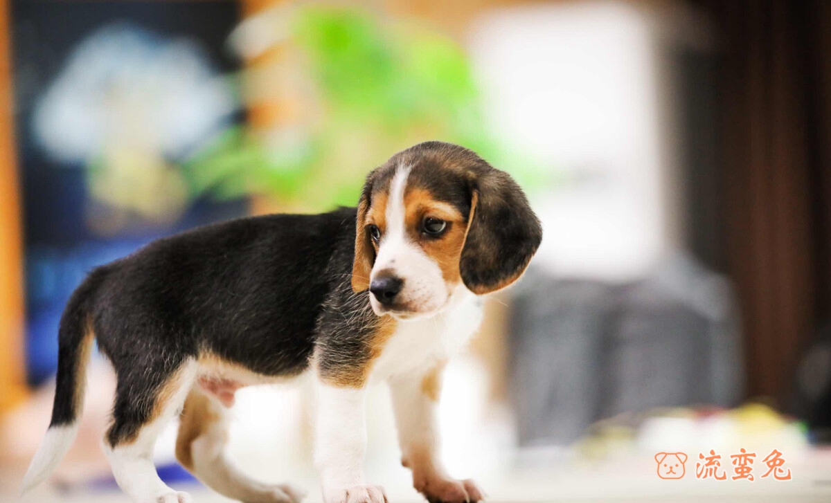比格犬得了犬瘟怎么办(比格犬犬瘟防治方法)