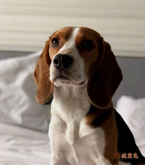 比格犬掉毛是什么原因(解决比格犬掉毛的办法)