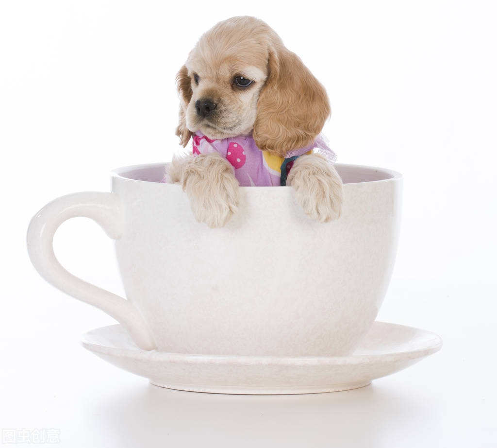 每天喂几次茶杯犬(关于茶杯犬的喂养时间)