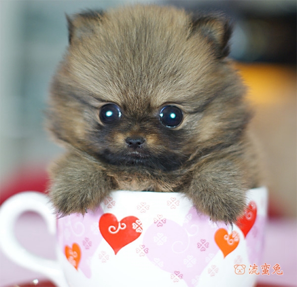 茶杯犬吃什么狗粮好(茶杯犬狗粮选择推荐)
