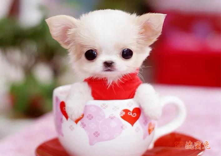 训练茶杯犬的方法有哪些(分享茶杯犬的训练方法)