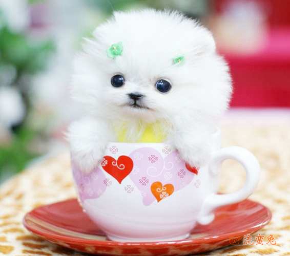 茶杯犬长不大吗(了解茶杯犬的概念)