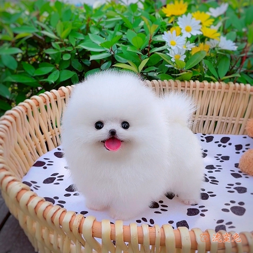 为什么不要养茶杯犬(揭露茶杯犬背后的辛酸)