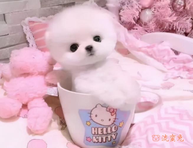 茶杯犬好养活吗(养茶杯犬的注意事项)