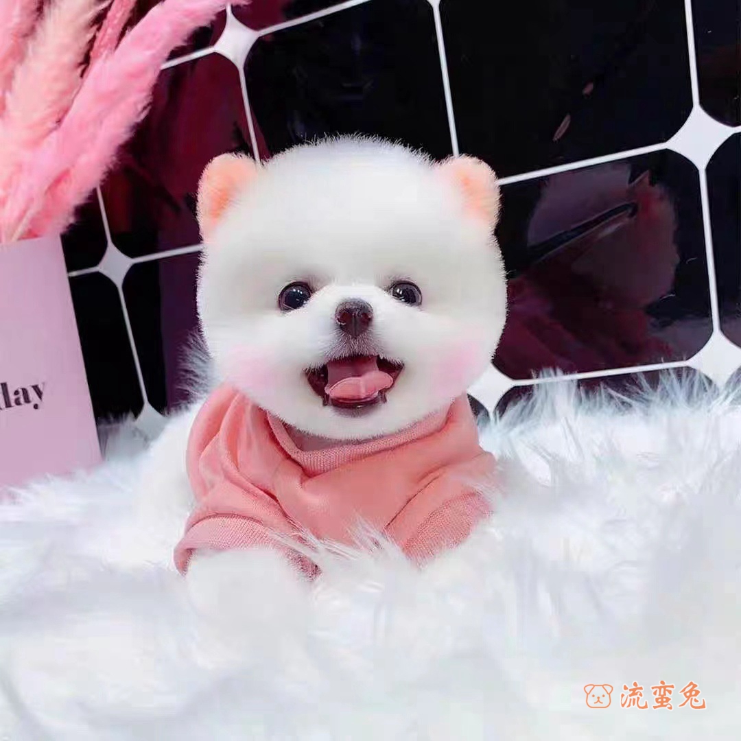 茶杯犬能喂零食吗(关于茶杯犬的喂养办法)