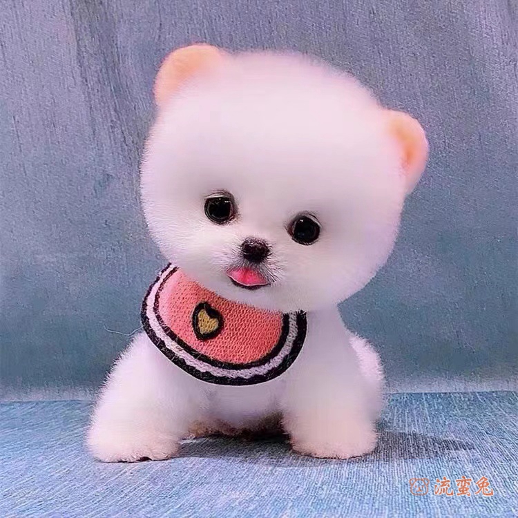 茶杯犬吃什么(喂养茶杯犬注意事项)