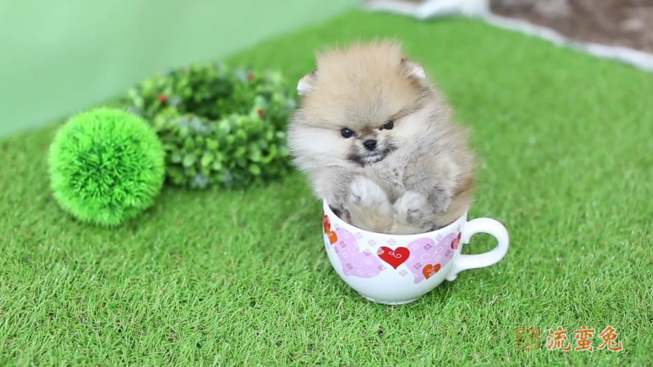 茶杯犬会咬人吗(茶杯犬的性格特征)