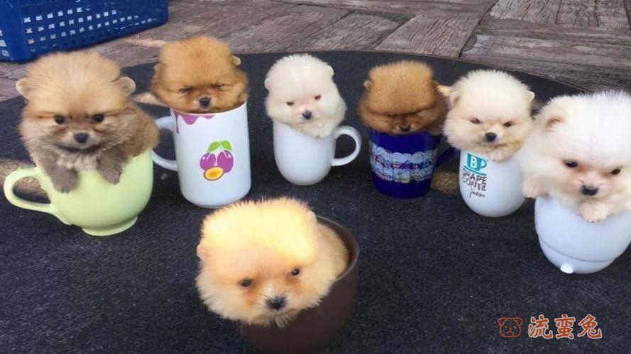 茶杯犬为什么容易死(总结茶杯犬死亡原因)