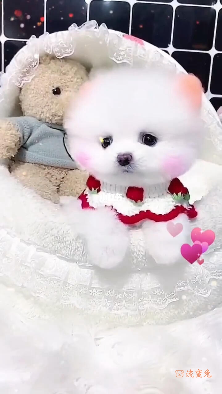 茶杯犬会不会掉毛(茶杯犬掉毛的原因及解决办法)
