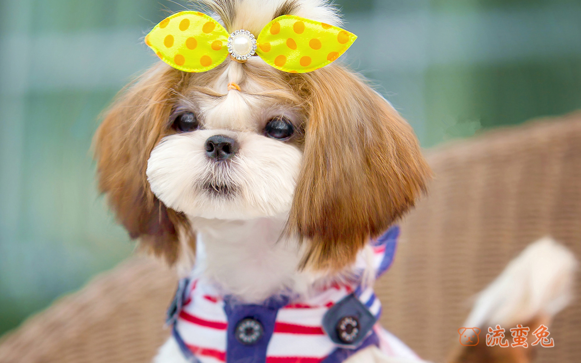 马尔济斯犬和西施犬的区别在哪里(马尔济斯犬和西施犬的区别)