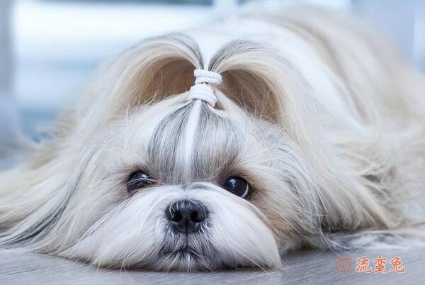 怎么辨别是不是西施犬(西施犬的外形特征)