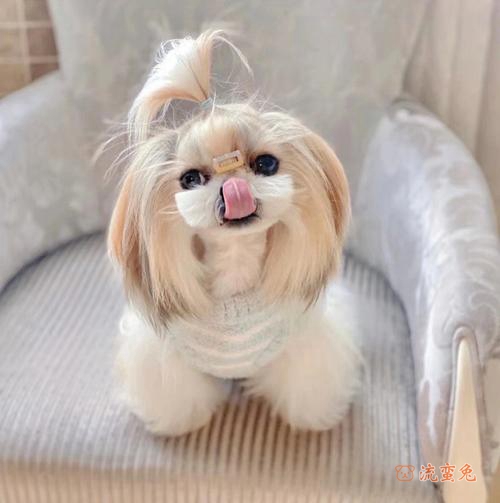 西施犬掉毛吗(关于西施犬掉毛的解决办法)