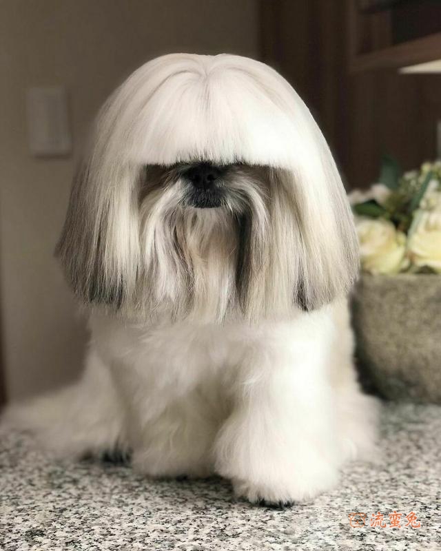西施犬好养吗(分享西施犬的饲养技巧)