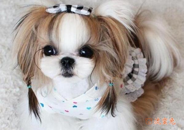 西施犬生病是什么样的状态(西施犬生病治疗办法)