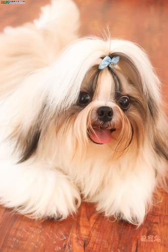 西施犬一天喂几次(西施犬的喂养注意事项)