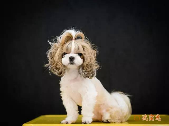 怎么训练西施犬(分享西施犬的训练技巧)