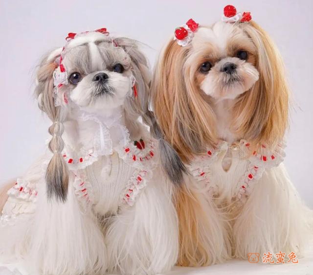 怎么训练西施犬大小便(训练西施犬大小便的方法)