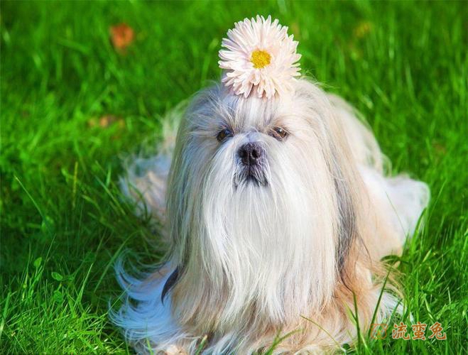 怎么做好西施犬的日常护理(分享几个西施犬的日常护理技巧)