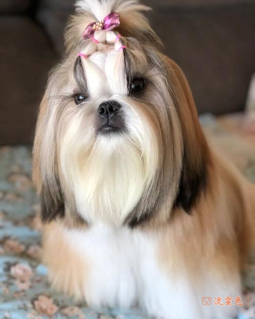西施犬怎么看纯不纯(分辨西施犬的要点)