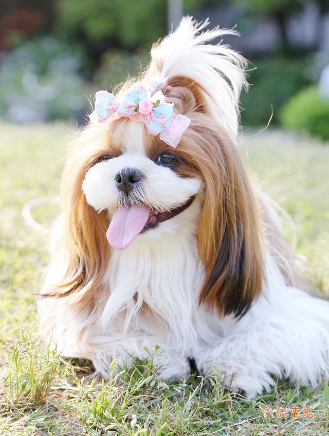西施犬容易得皮肤病吗(关于西施犬的皮肤病处理办法)